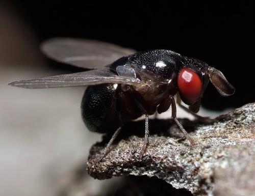 Réf. 264 665 : Cryptochetum buccatum
